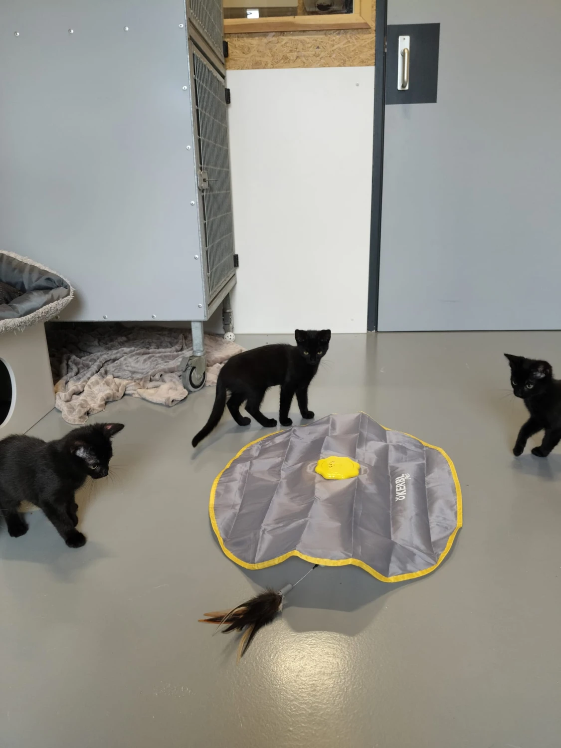 Zwarte kittens, foto 2