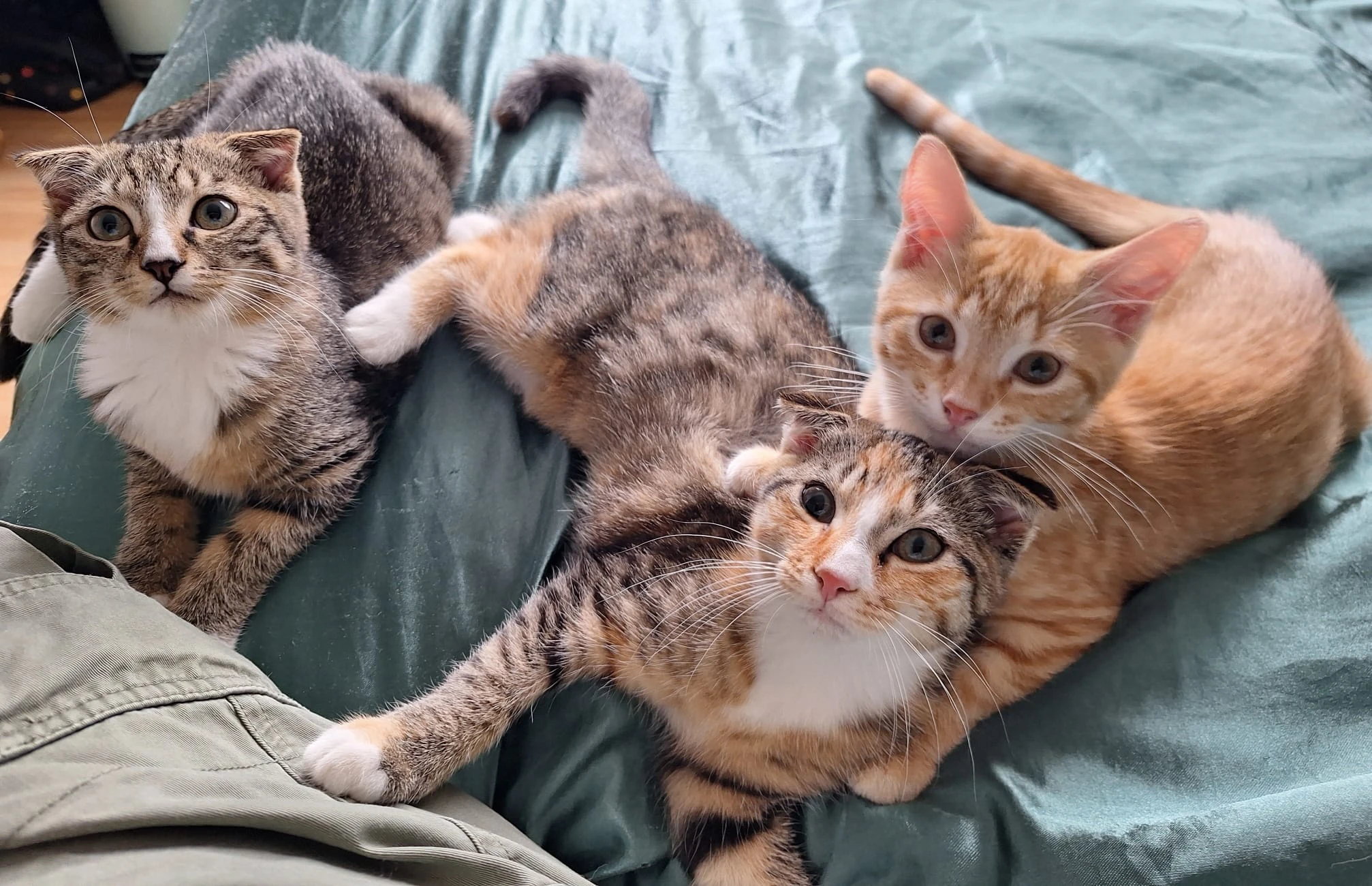 Even laden… Sociaal kitten 85% voltooid, foto 1