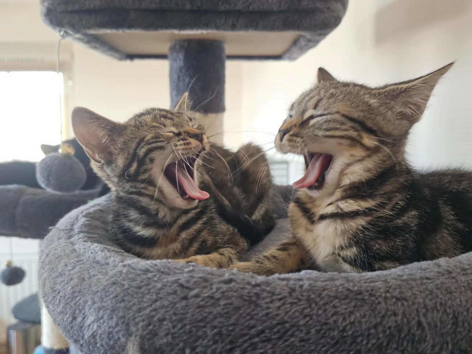 Even laden... Sociaal kitten 85% voltooid