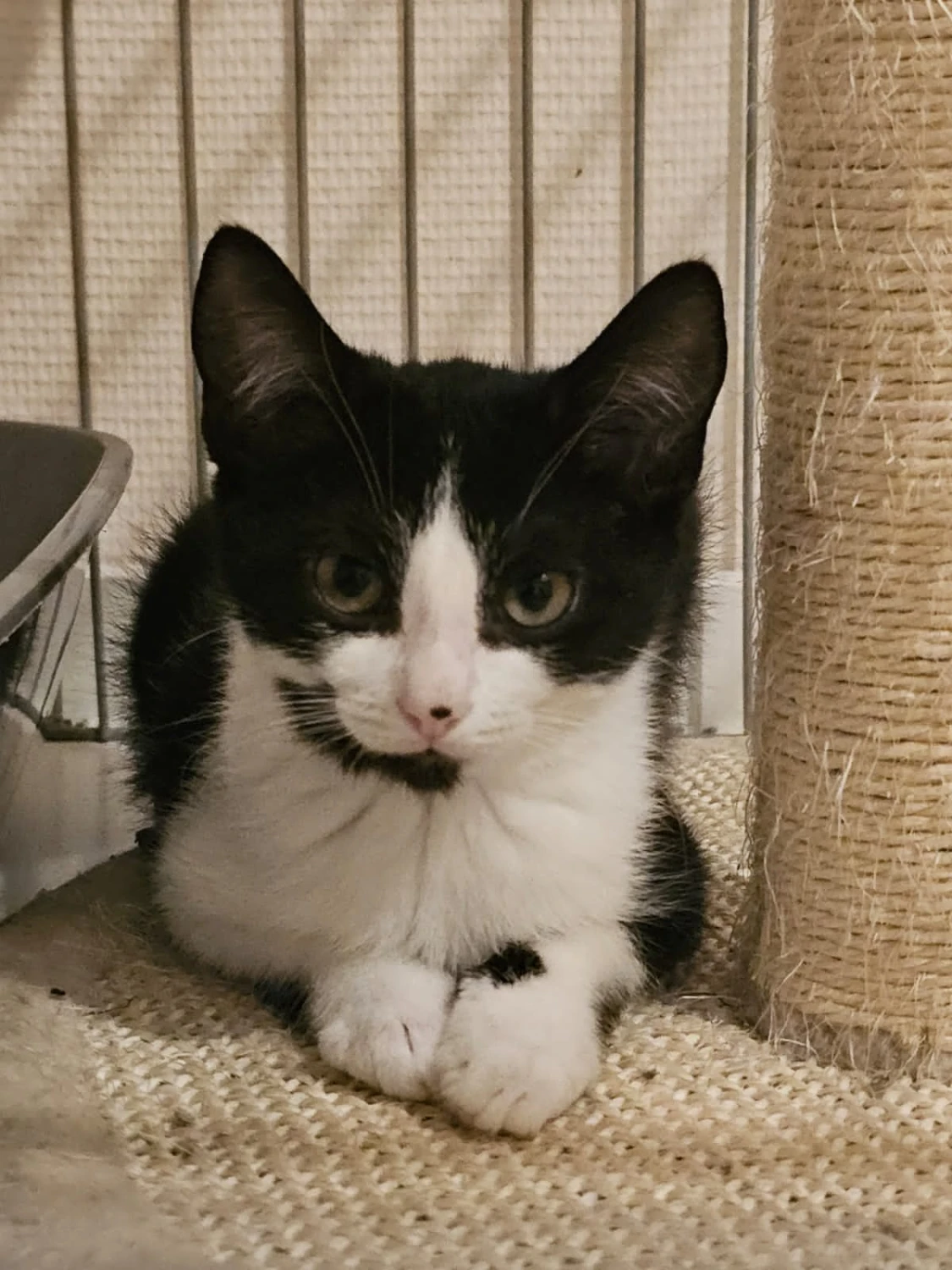 Even laden… Sociaal kitten 85% voltooid, foto 4