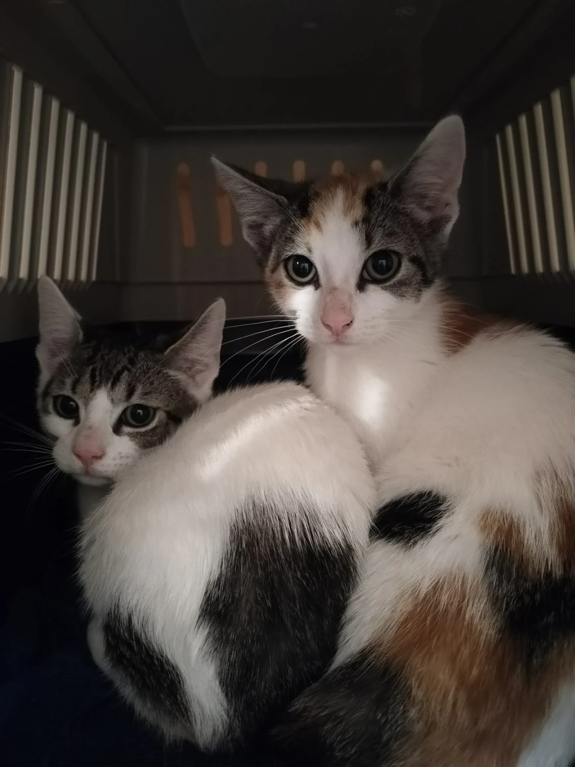 Even laden… Sociaal kitten 85% voltooid, foto 3