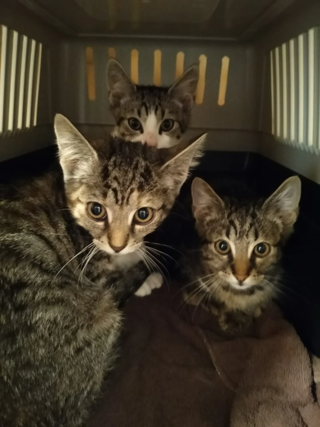 Even laden… Sociaal kitten 85% voltooid, foto 2