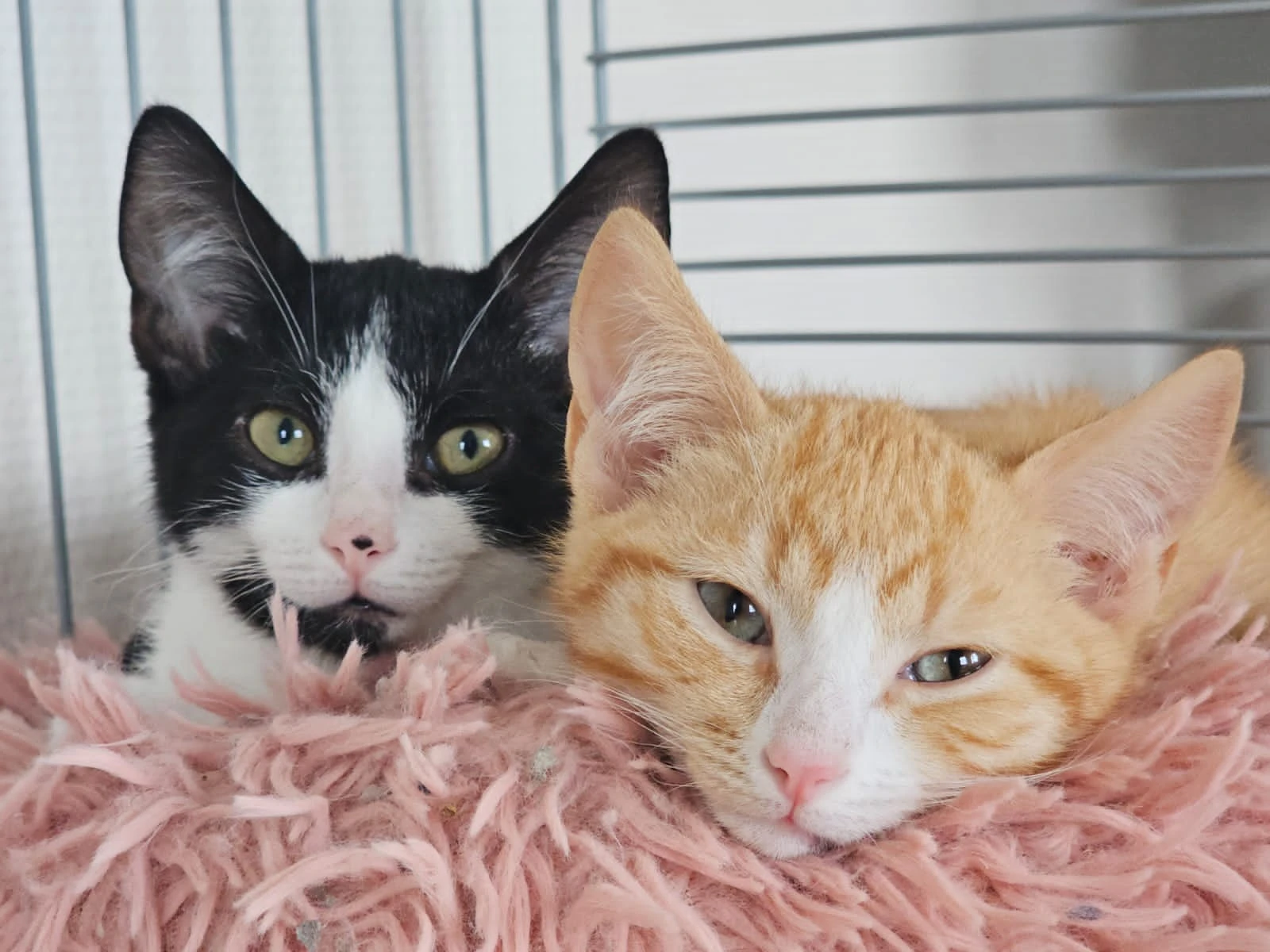 Sociale kittens, foto 3