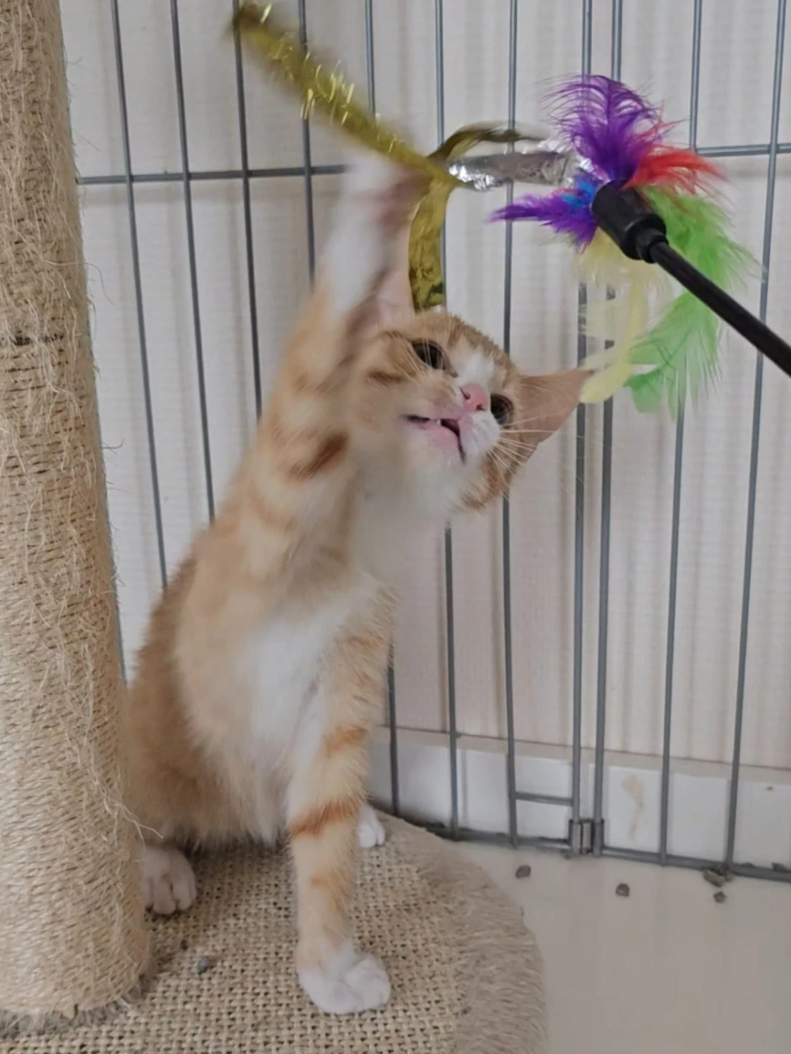 Sociale kittens, foto 5