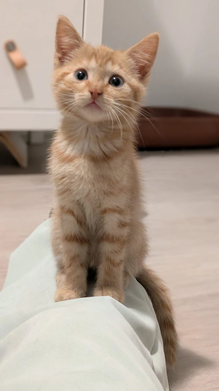 Sociale kittens, foto 4