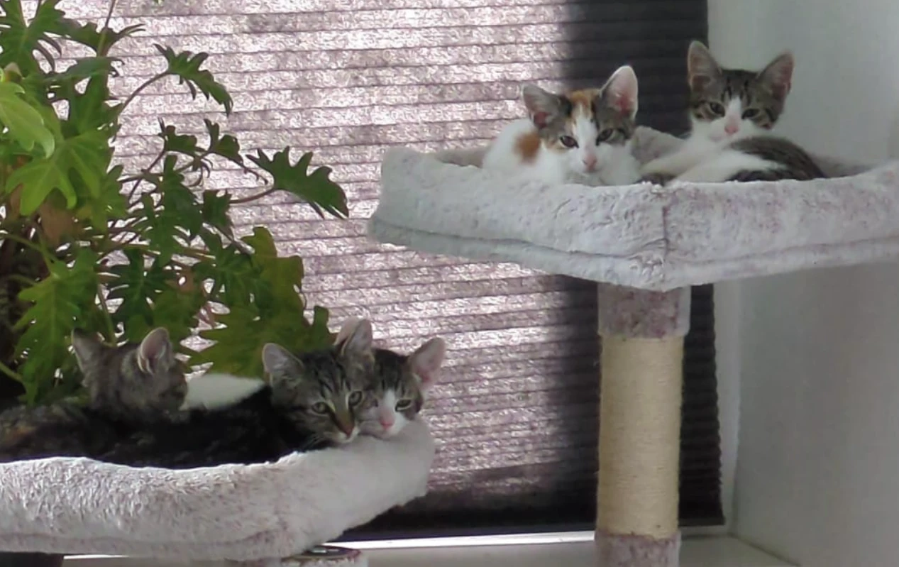 Sociale kittens