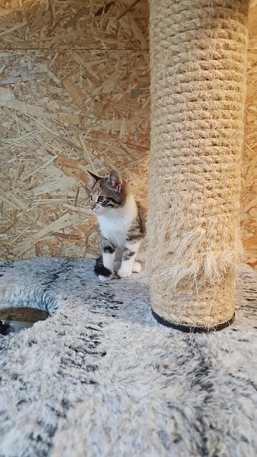Sociale kittens, foto 2