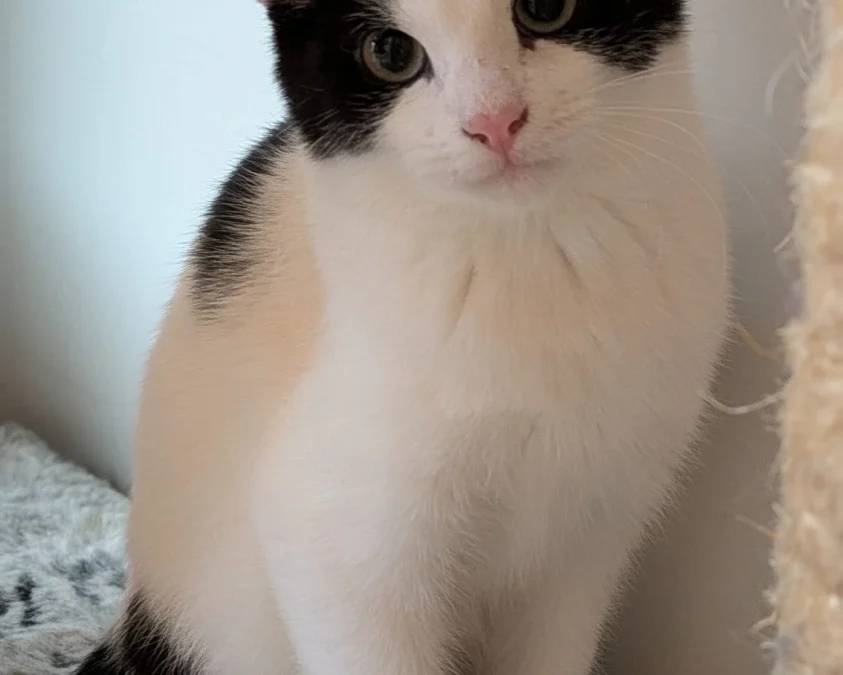 Marvin