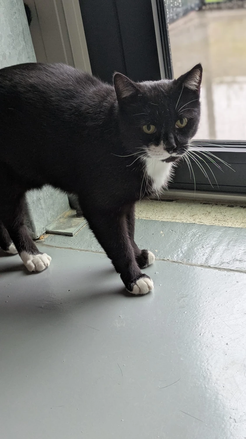 Ozzy, foto 2