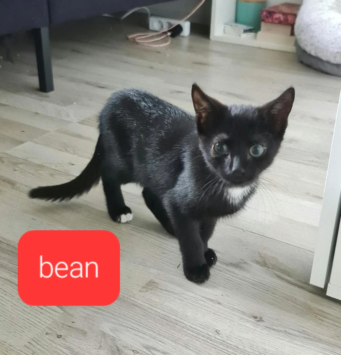 Bean