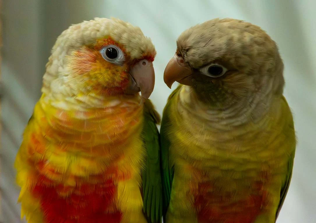 Pyrrhura Koos & Pyrrhura Willy