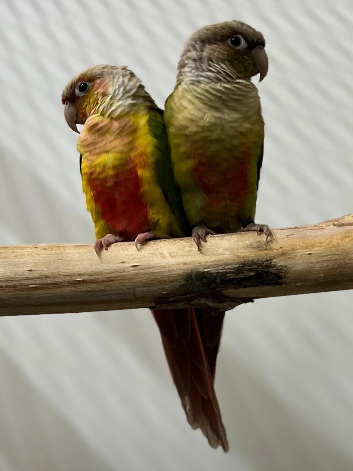Pyrrhura Koos & Pyrrhura Willy, foto 1